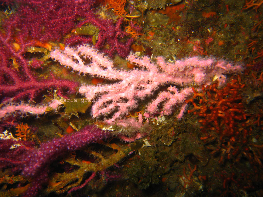 Cnidaria - Paramuricea clavata (Risso, 1826)